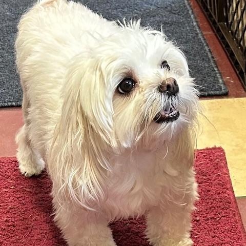 Enlarge Lilly, a ADOPTABLE Morkie in Bartonsville, PA image 4/4