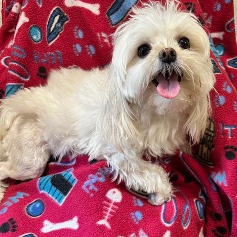 Enlarge Lilly, a ADOPTABLE Morkie in Bartonsville, PA image 2/4