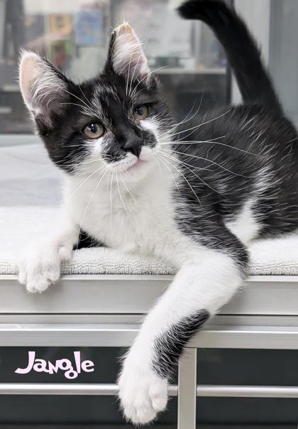 Jangle, Adoptable, Kitten Female Domestic Short Hair & Domestic Short Hair.