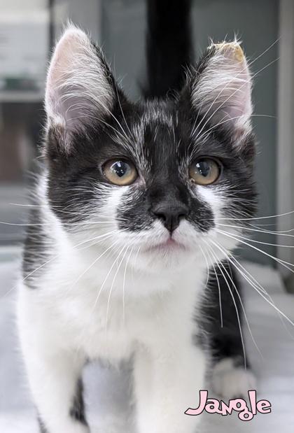 Jangle, a Adoptable mixed breed in Mason, MI image 2/2