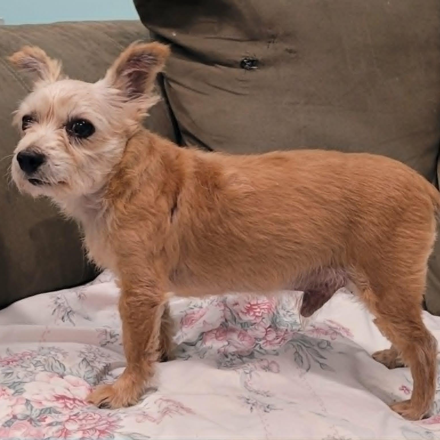 Enlarge Mickey, Adorable Guy, a Adoptable mixed breed in Meriden, CT image 6/6
