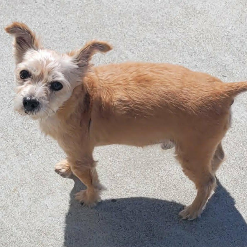 Enlarge Mickey, Adorable Guy, a Adoptable mixed breed in Meriden, CT image 3/6
