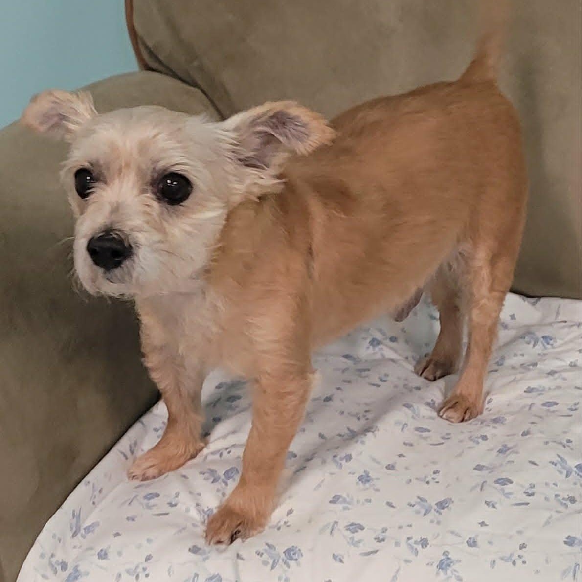 Enlarge Mickey, Adorable Guy, a Adoptable mixed breed in Meriden, CT image 5/6