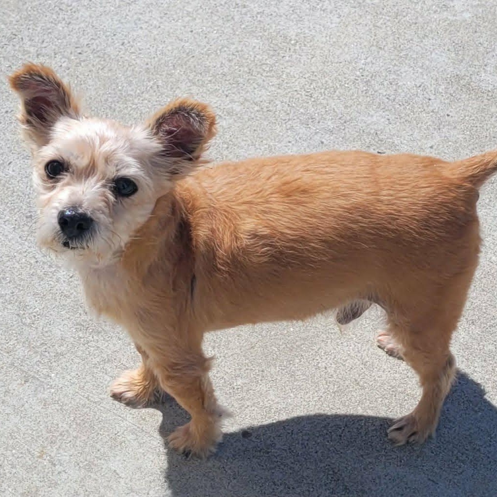 Enlarge Mickey, Adorable Guy, a Adoptable mixed breed in Meriden, CT image 1/6