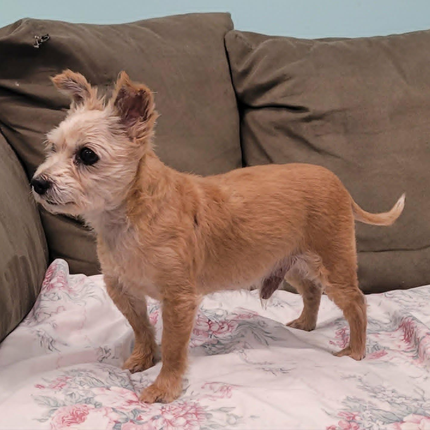 Enlarge Mickey, Adorable Guy, a Adoptable mixed breed in Meriden, CT image 2/6