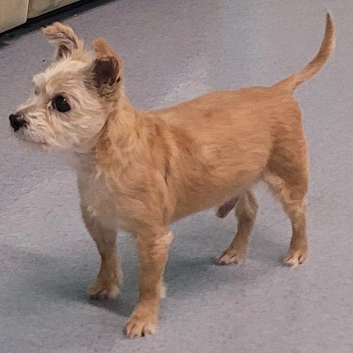 Enlarge Mickey, Adorable Guy, a Adoptable mixed breed in Meriden, CT image 4/6