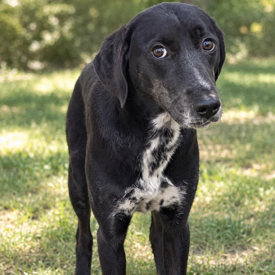 Nora, Adoptable, Young Female Black Labrador Retriever & Mixed Breed.