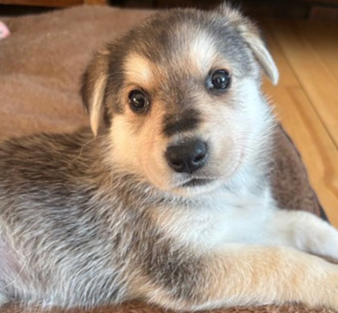 Enlarge Irene, an adopted mixed breed in Calgary, AB image 1/3