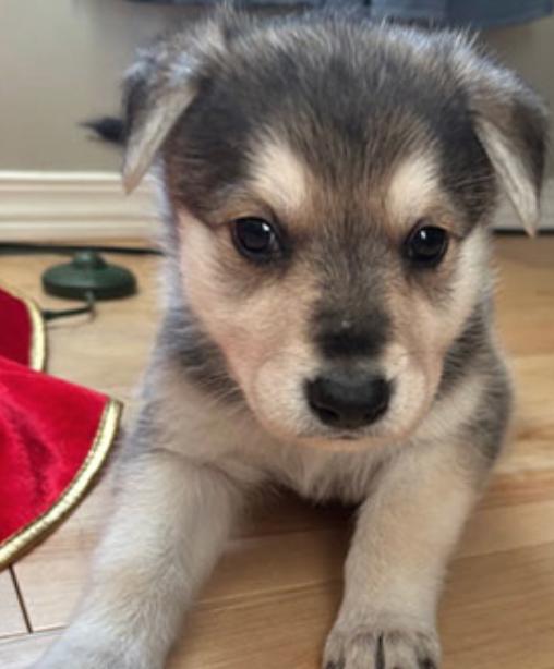 Enlarge Irene, an adopted mixed breed in Calgary, AB image 2/3