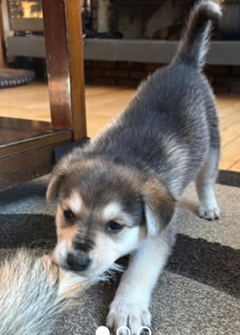 Enlarge Irene, an adopted mixed breed in Calgary, AB image 3/3