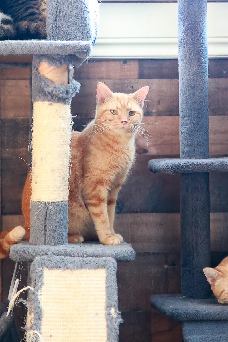 Paris, Adoptable, Adult Female Domestic Short Hair.