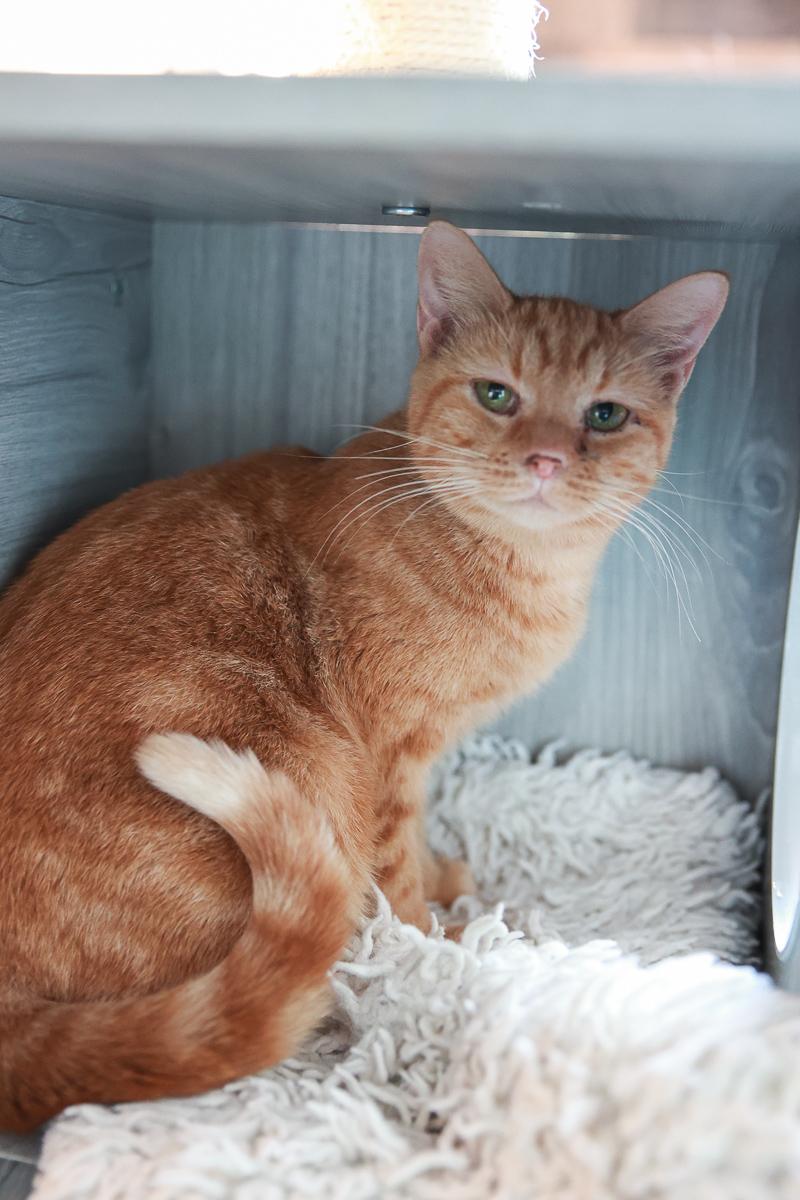 Enlarge Paris, a Adoptable Domestic Short Hair in Loogootee, IN image 2/2