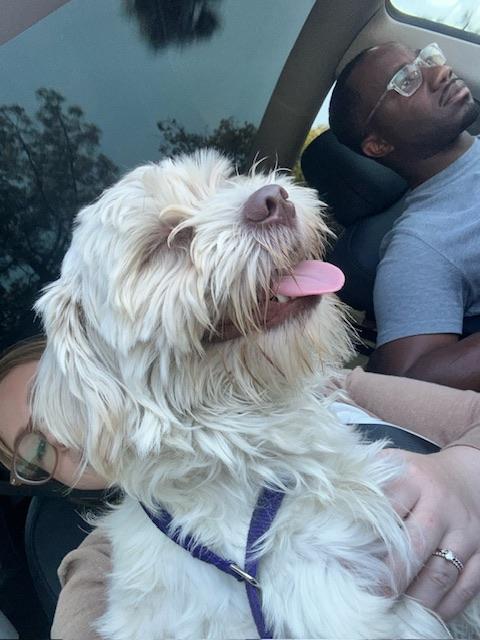 Teddy bear