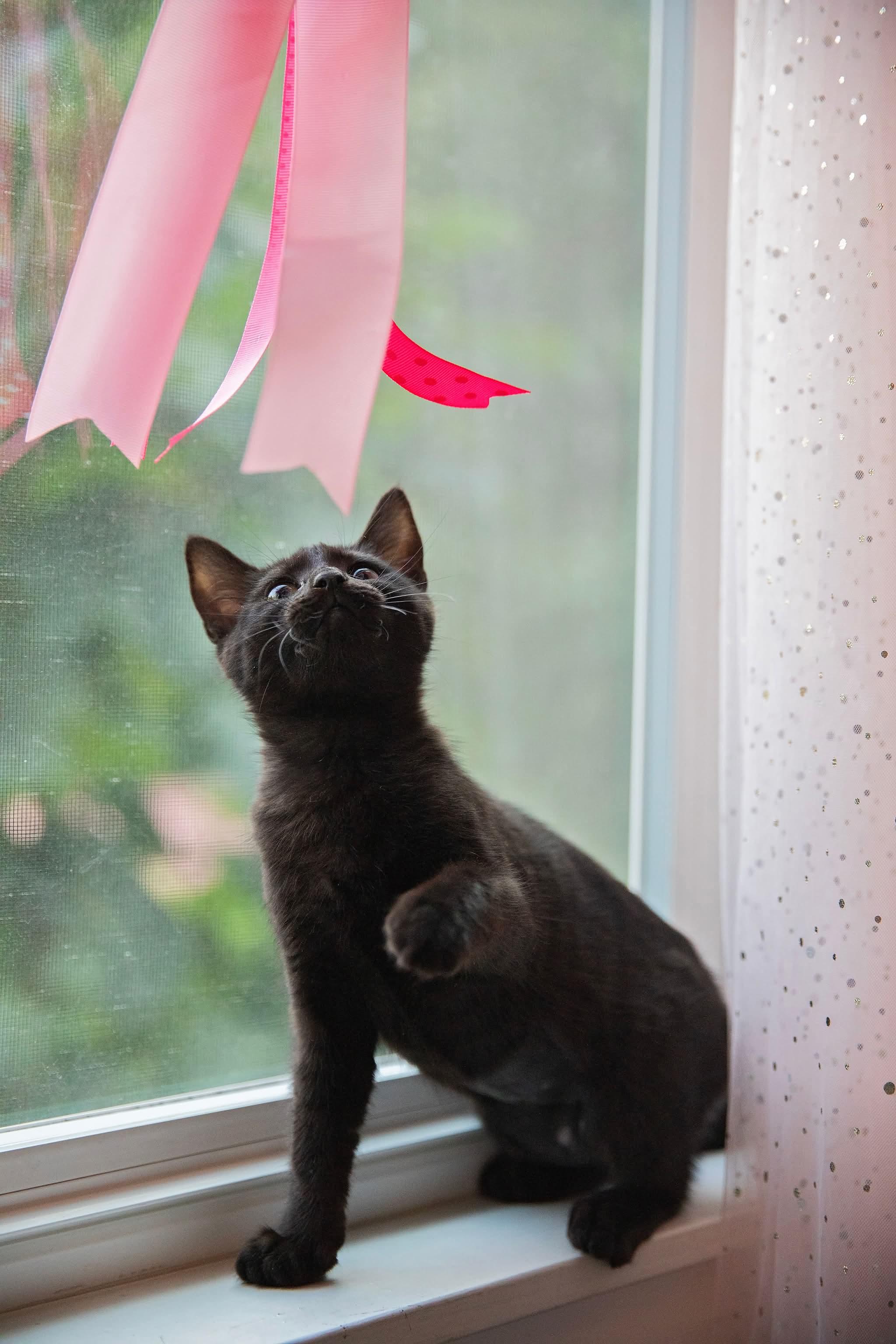 Enlarge Pokemon Litter-Espeon, a Adopted Domestic Short Hair in Seattle, WA image 2/3