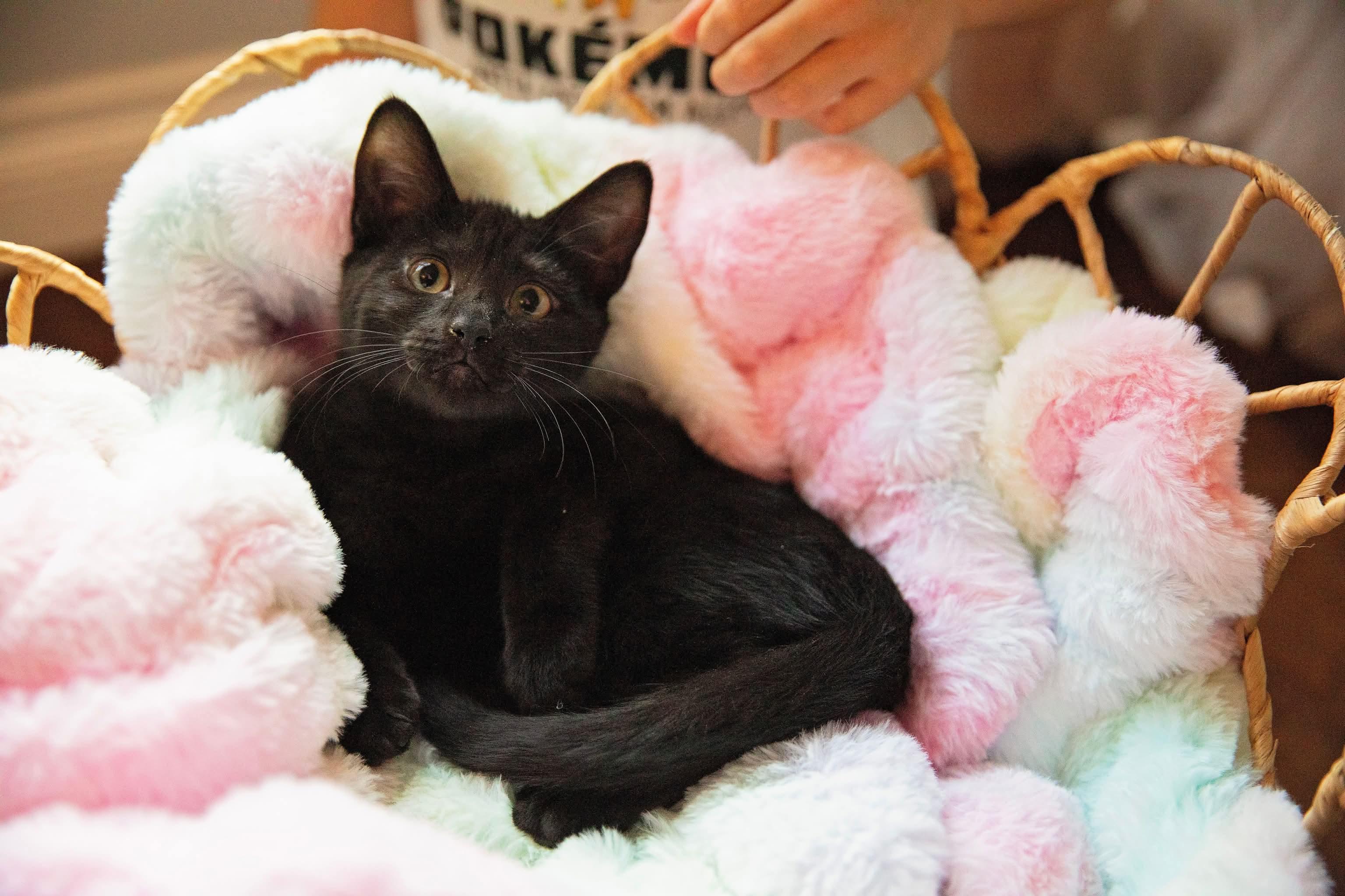 Pokemon Litter-Espeon, Adopted, Kitten Female Domestic Short Hair.