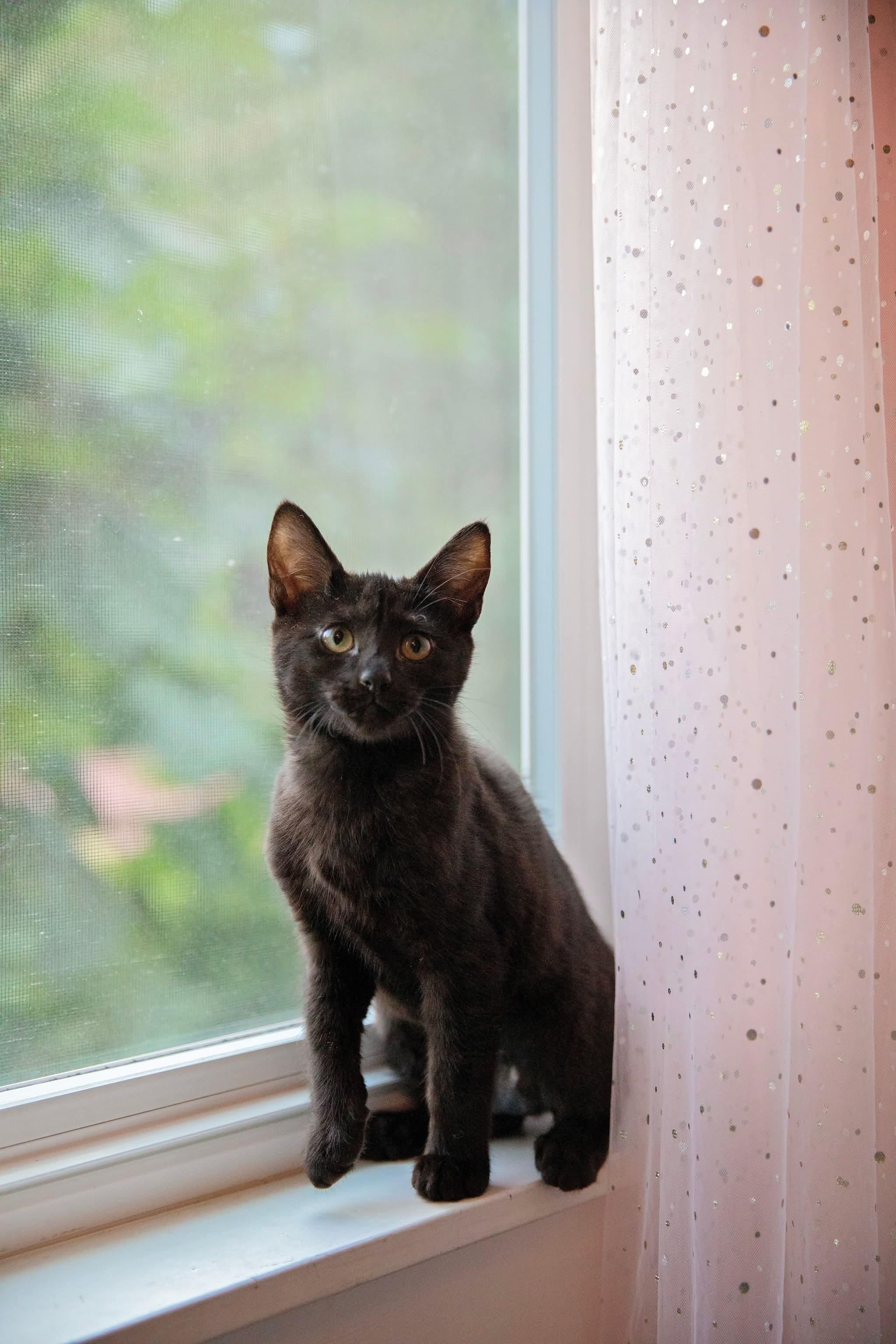 Enlarge Pokemon Litter-Espeon, a Adopted Domestic Short Hair in Seattle, WA image 3/3