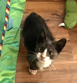 Junebug, Adoptable, Young Male Domestic Short Hair.