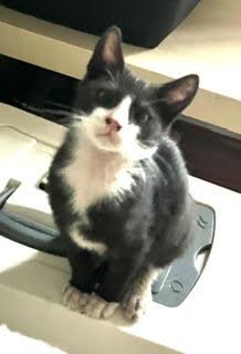 Enlarge Junebug, a Adoptable Domestic Short Hair in Aurora, CO image 2/3