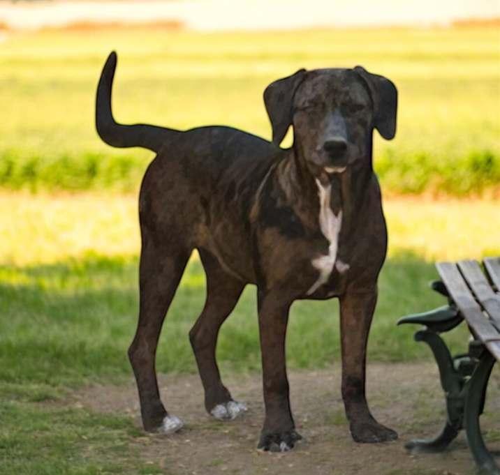Pippa, Adoptable, Puppy Female Australian Shepherd.