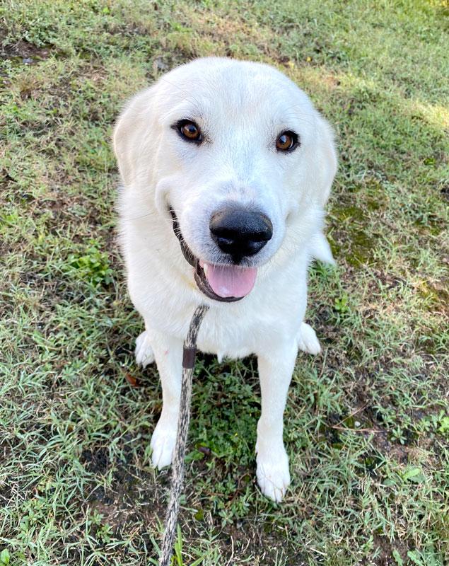 Enlarge Guero, a Adopted Great Pyrenees in Monroe, GA image 4/4