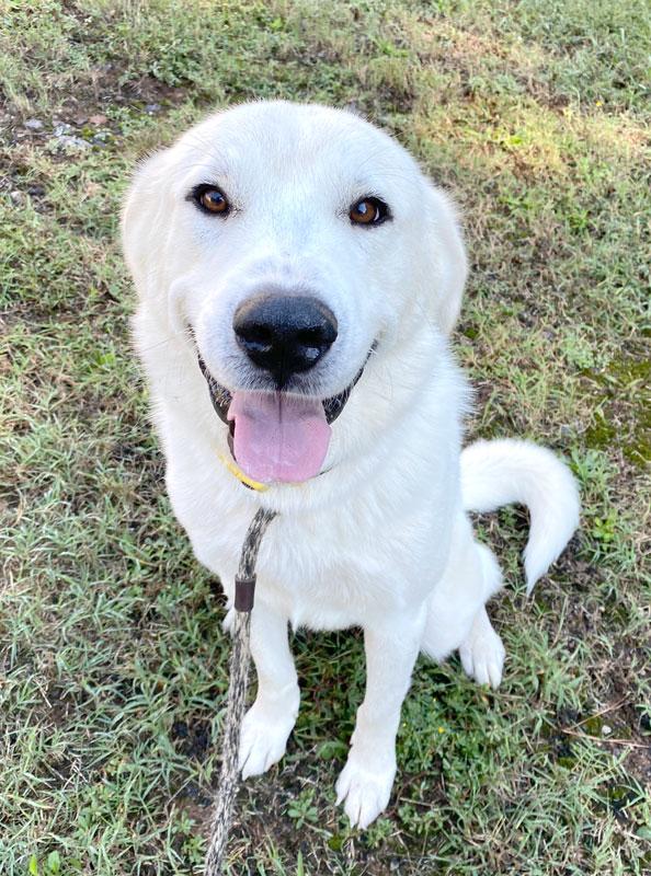 Guero, Adopted, Adult Male Great Pyrenees.