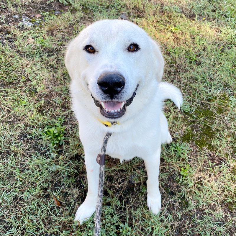 Enlarge Guero, a Adopted Great Pyrenees in Monroe, GA image 3/4