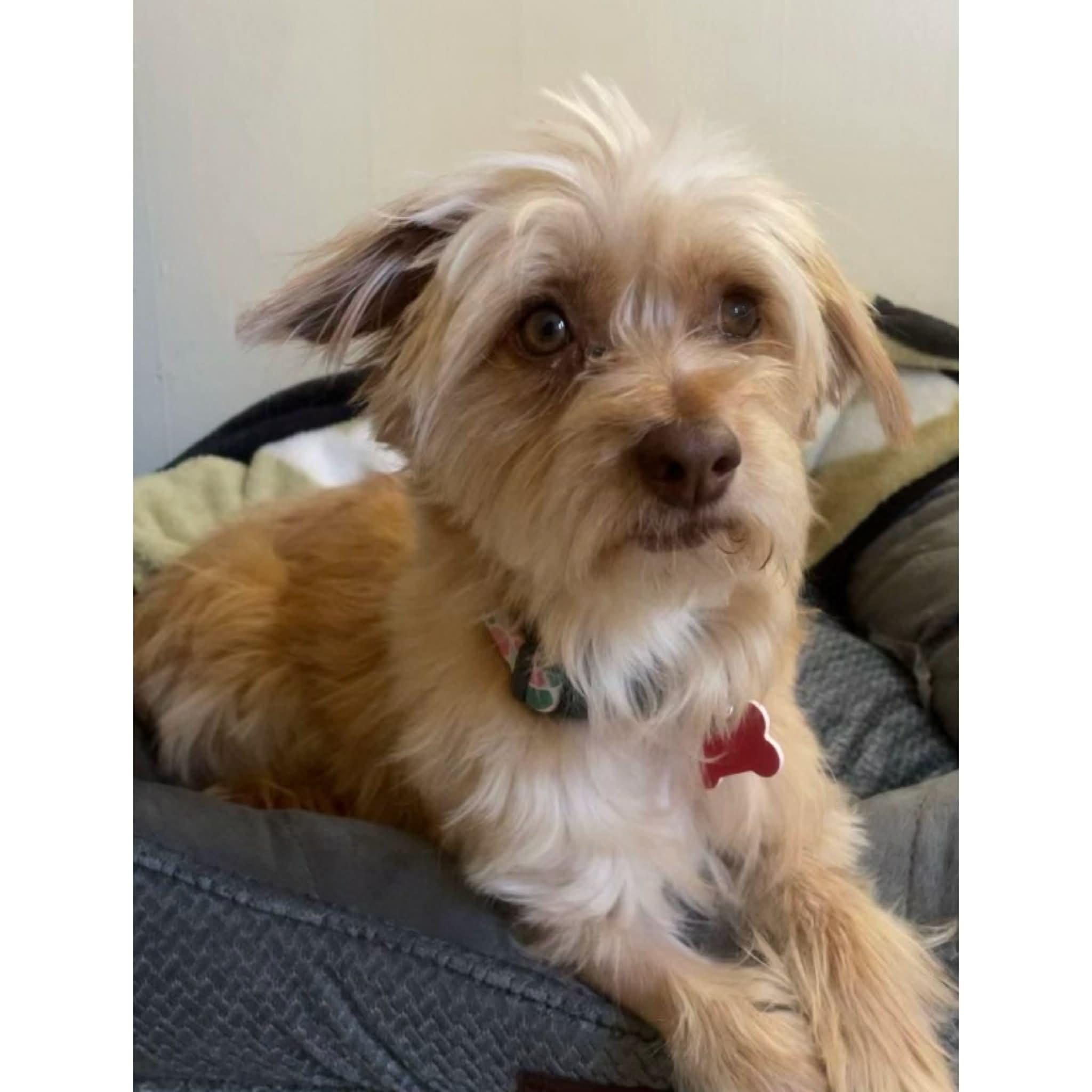 Enlarge Georgia, a ADOPTABLE mixed breed in Boulder, CO image 2/6