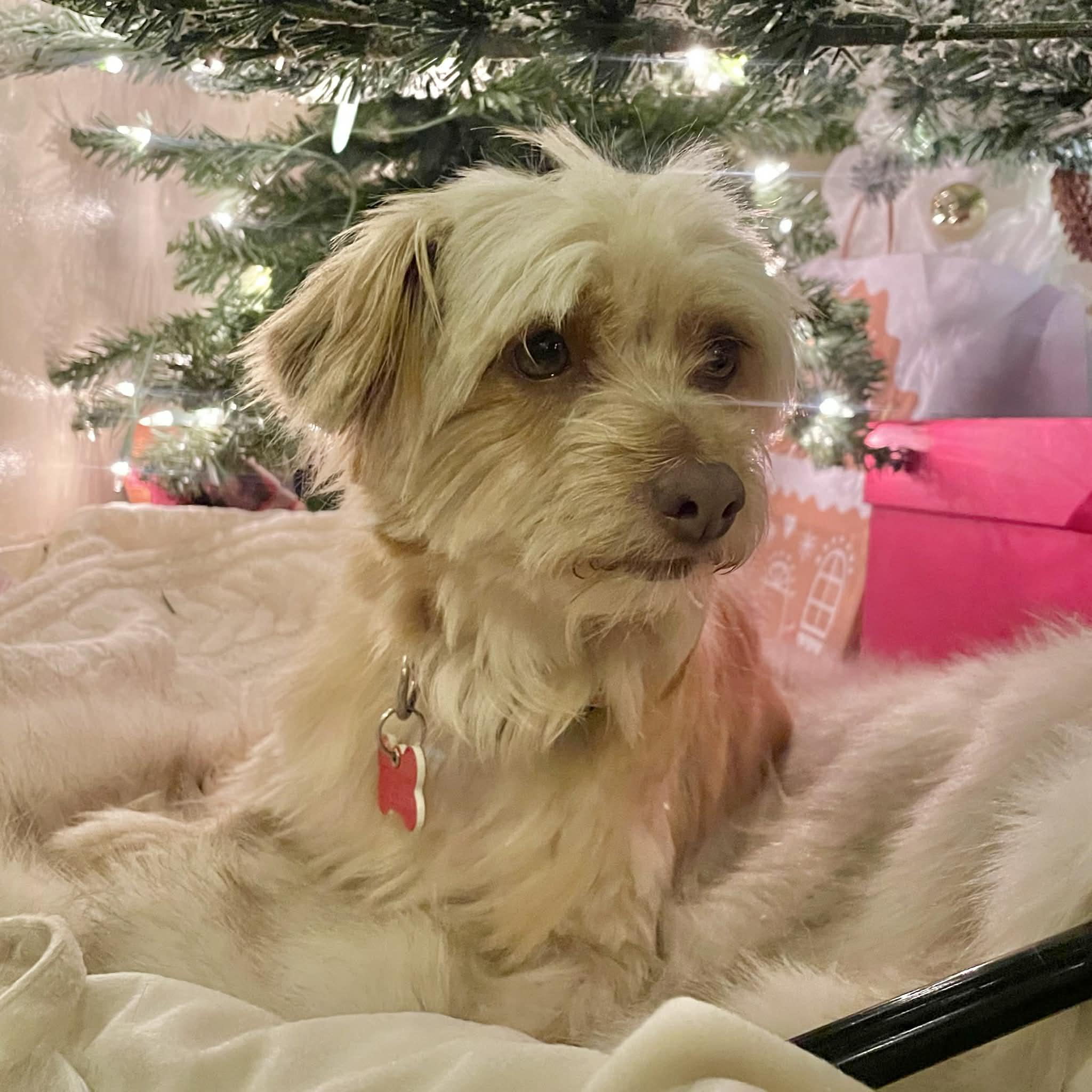 Enlarge Georgia, a ADOPTABLE mixed breed in Boulder, CO image 3/6