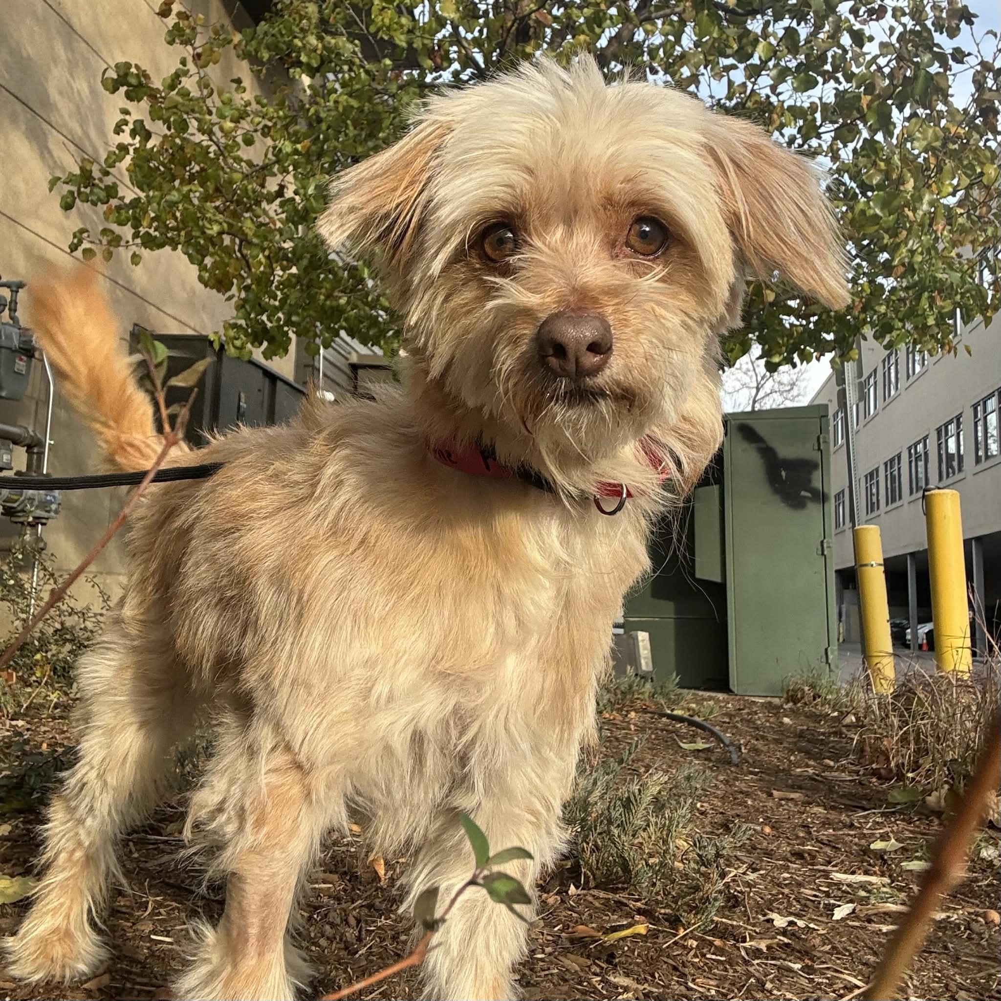 Enlarge Georgia, a ADOPTABLE mixed breed in Boulder, CO image 5/6