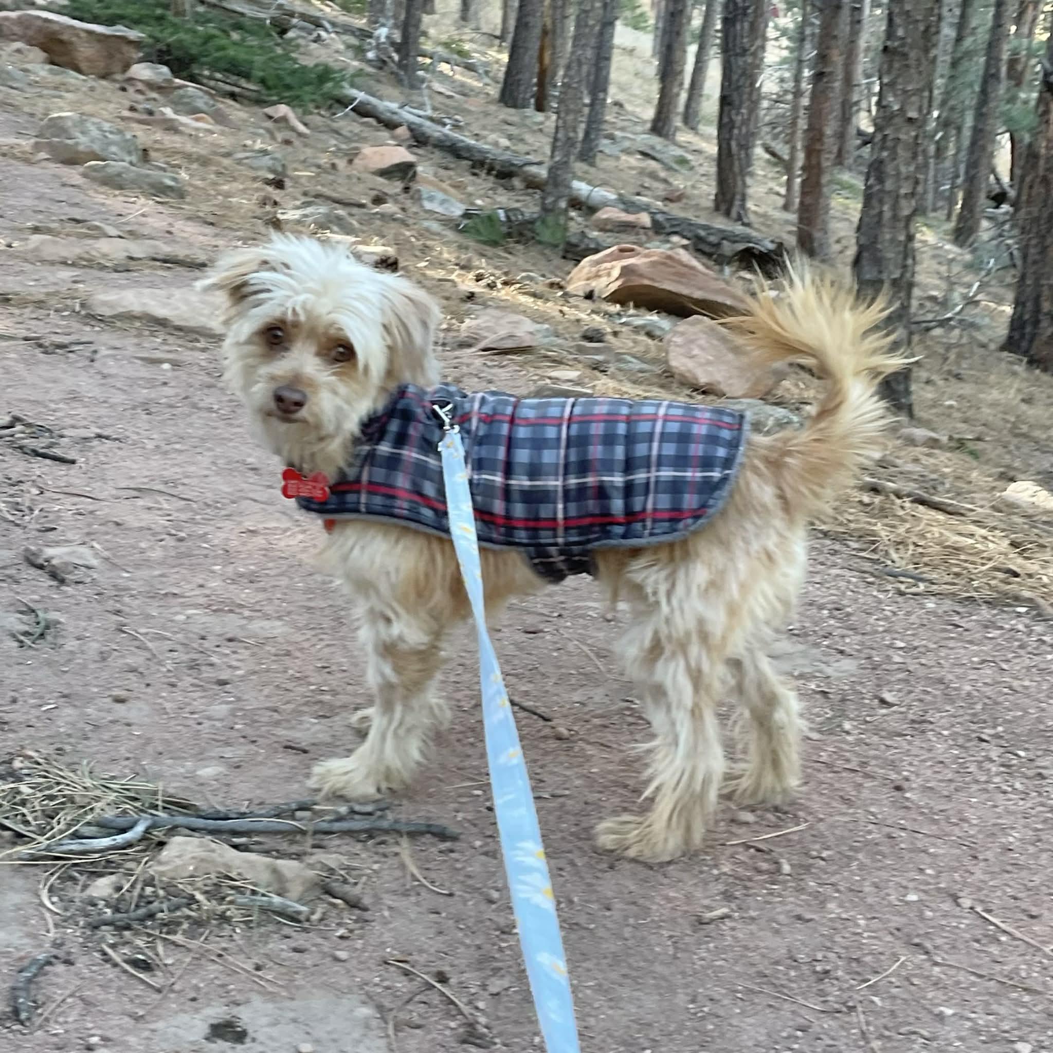 Georgia, ADOPTABLE, Adult Female Yorkshire Terrier & Shih Tzu.