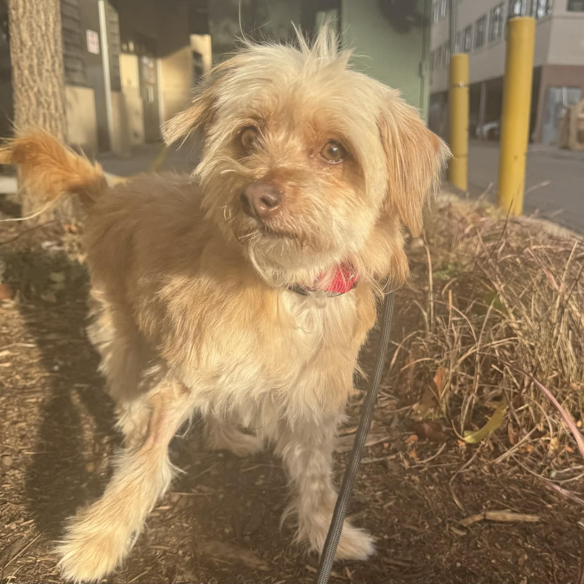 Enlarge Georgia, a ADOPTABLE mixed breed in Boulder, CO image 6/6