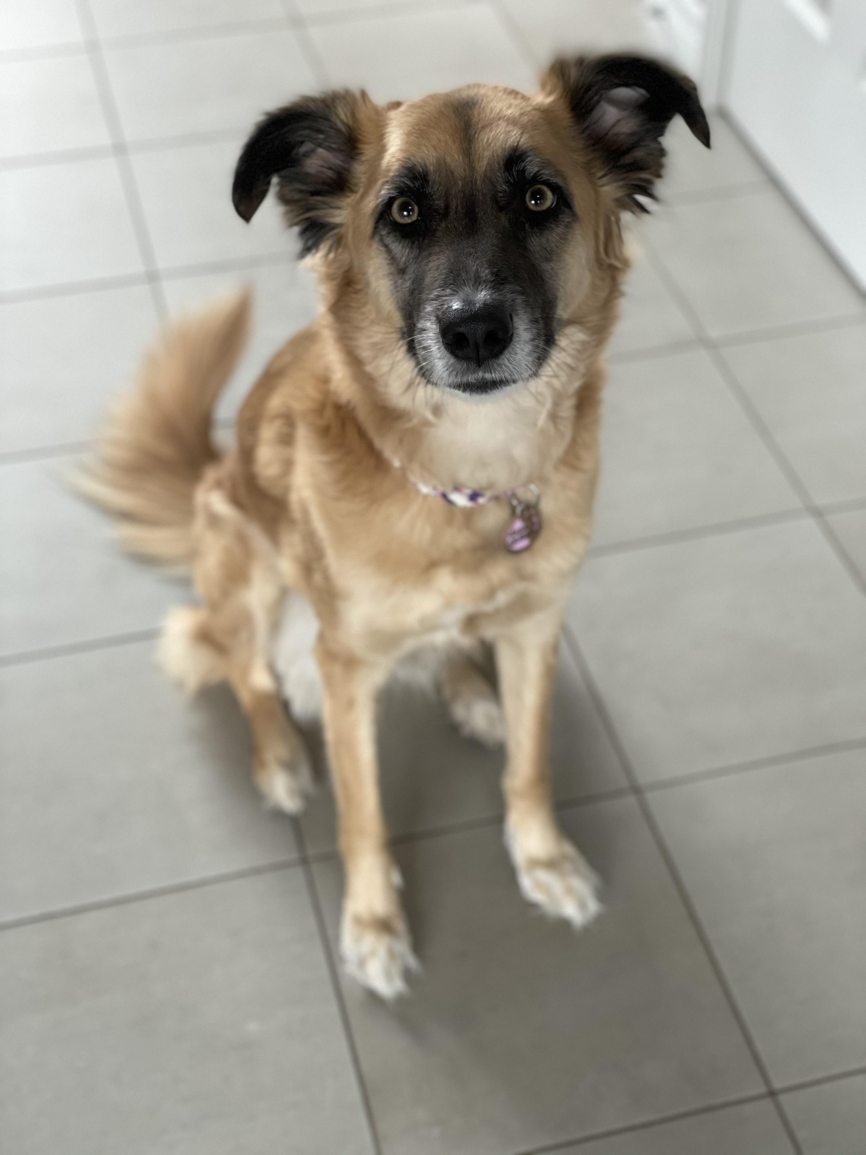 Enlarge Penny - Courtesy Listing, a Adoptable mixed breed in Carlsbad Springs, ON image 2/3