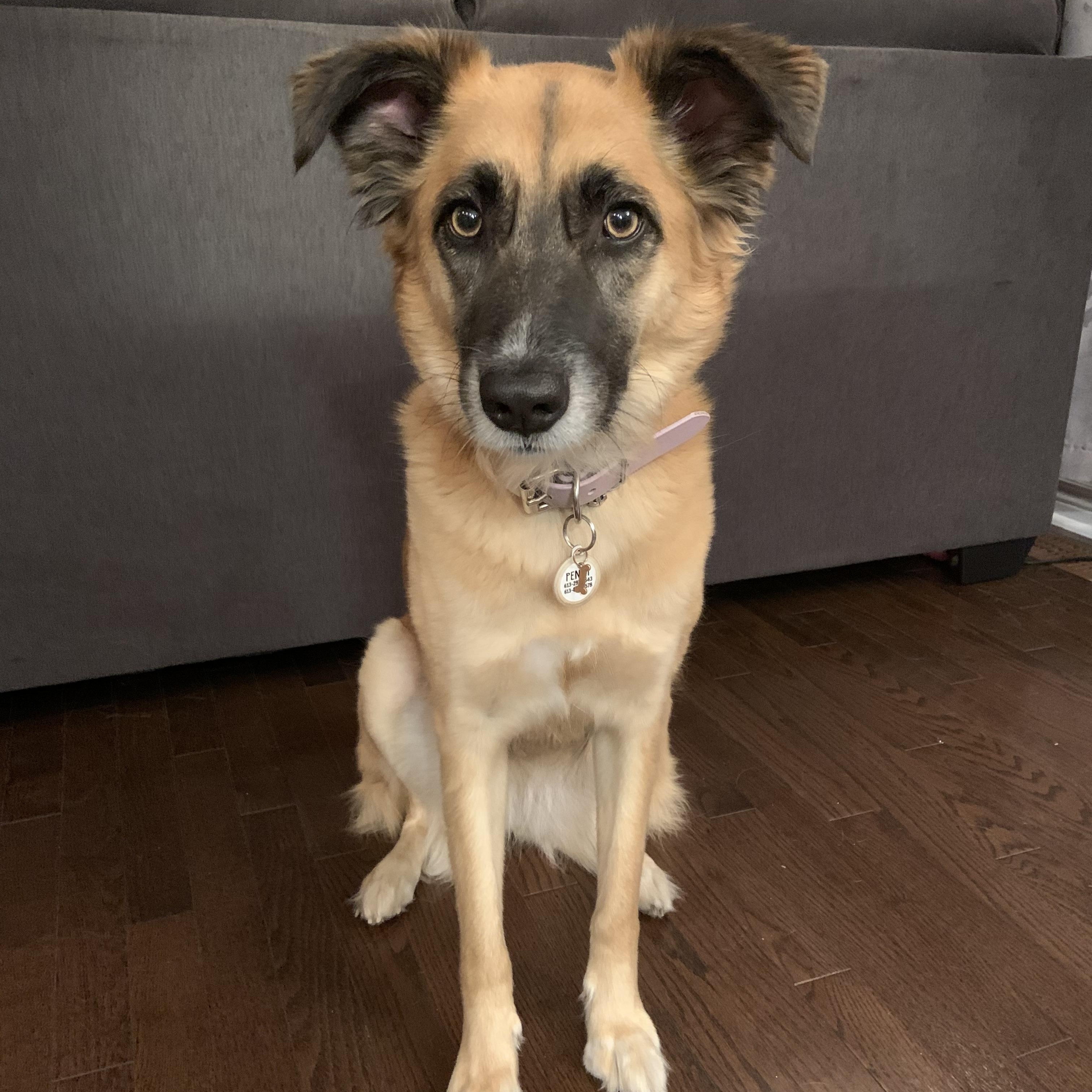 Penny - Courtesy Listing, Adoptable, Senior Female Hound.