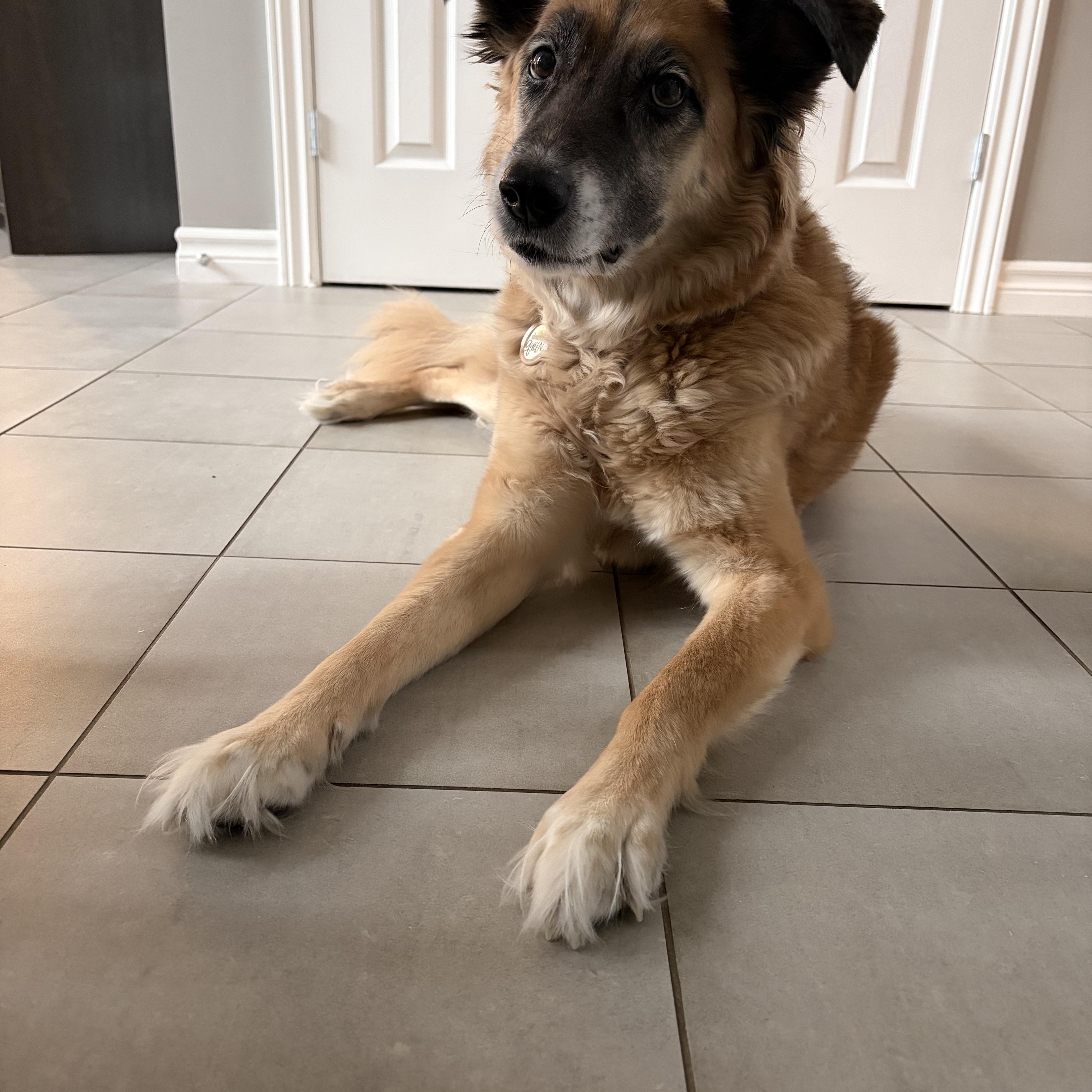 Enlarge Penny - Courtesy Listing, a Adoptable mixed breed in Carlsbad Springs, ON image 3/3