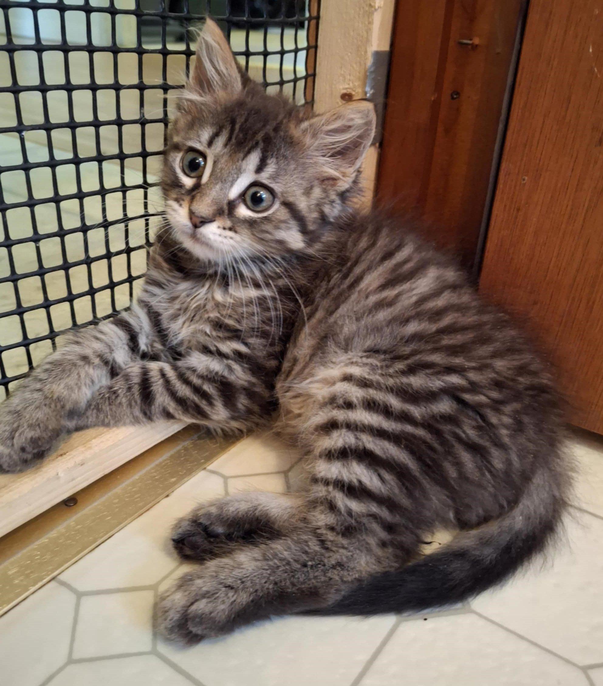 Enlarge BamBam, a Adopted mixed breed in Brightwaters, NY image 2/6