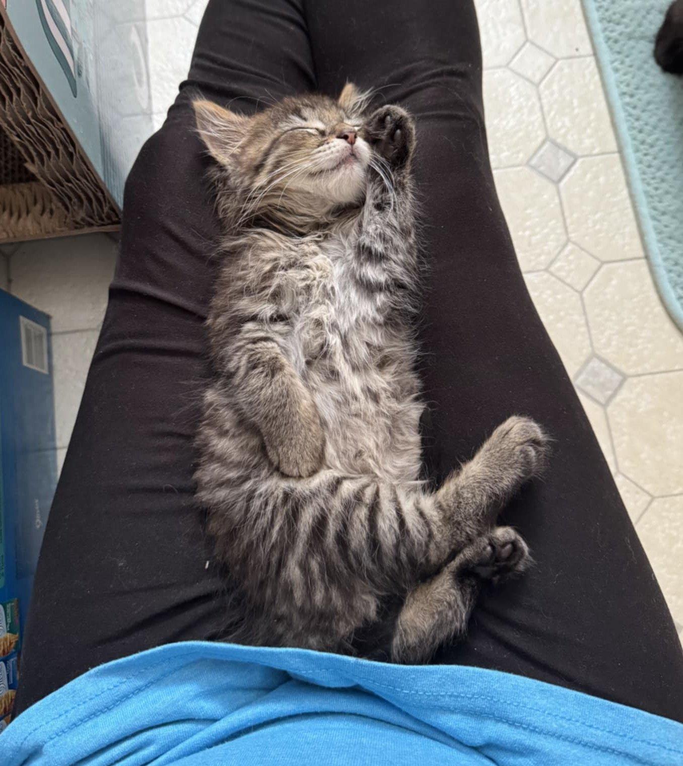 Enlarge BamBam, a Adopted mixed breed in Brightwaters, NY image 3/6