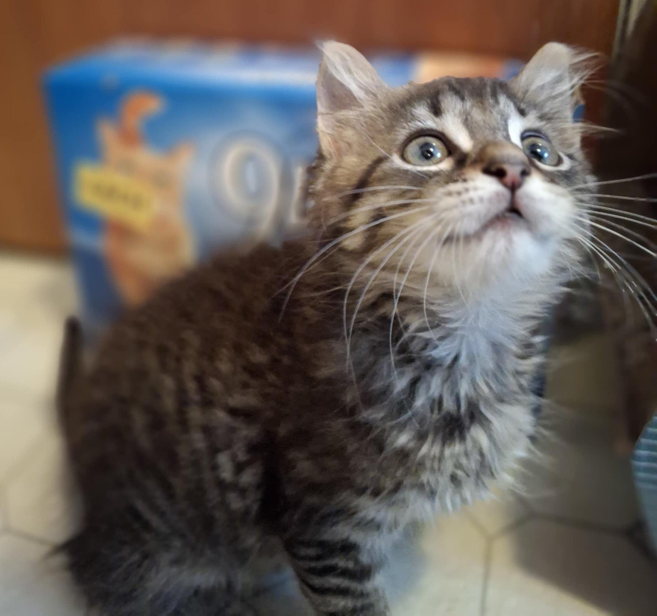 Enlarge BamBam, a Adopted mixed breed in Brightwaters, NY image 6/6