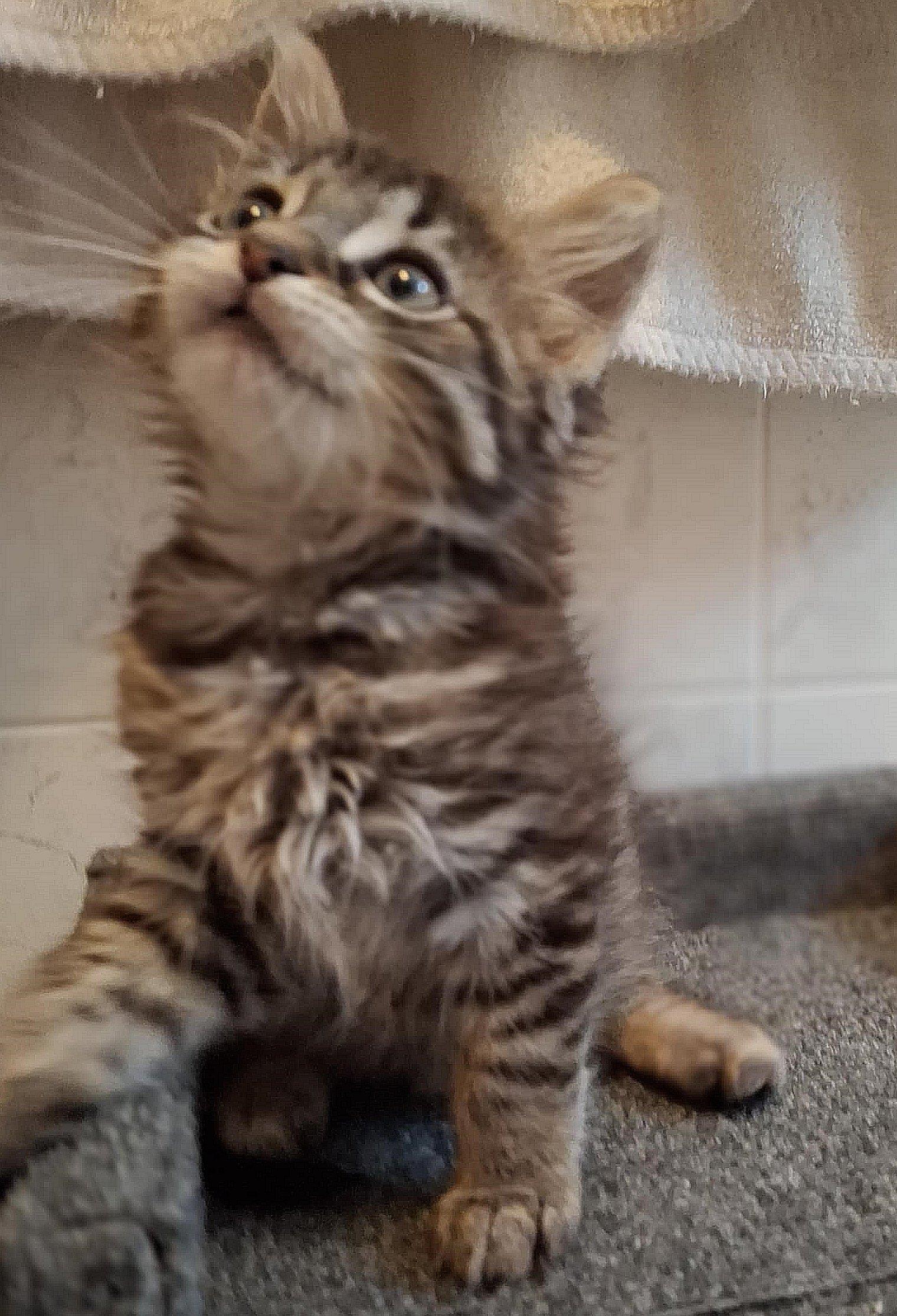 Enlarge BamBam, a Adopted mixed breed in Brightwaters, NY image 5/6