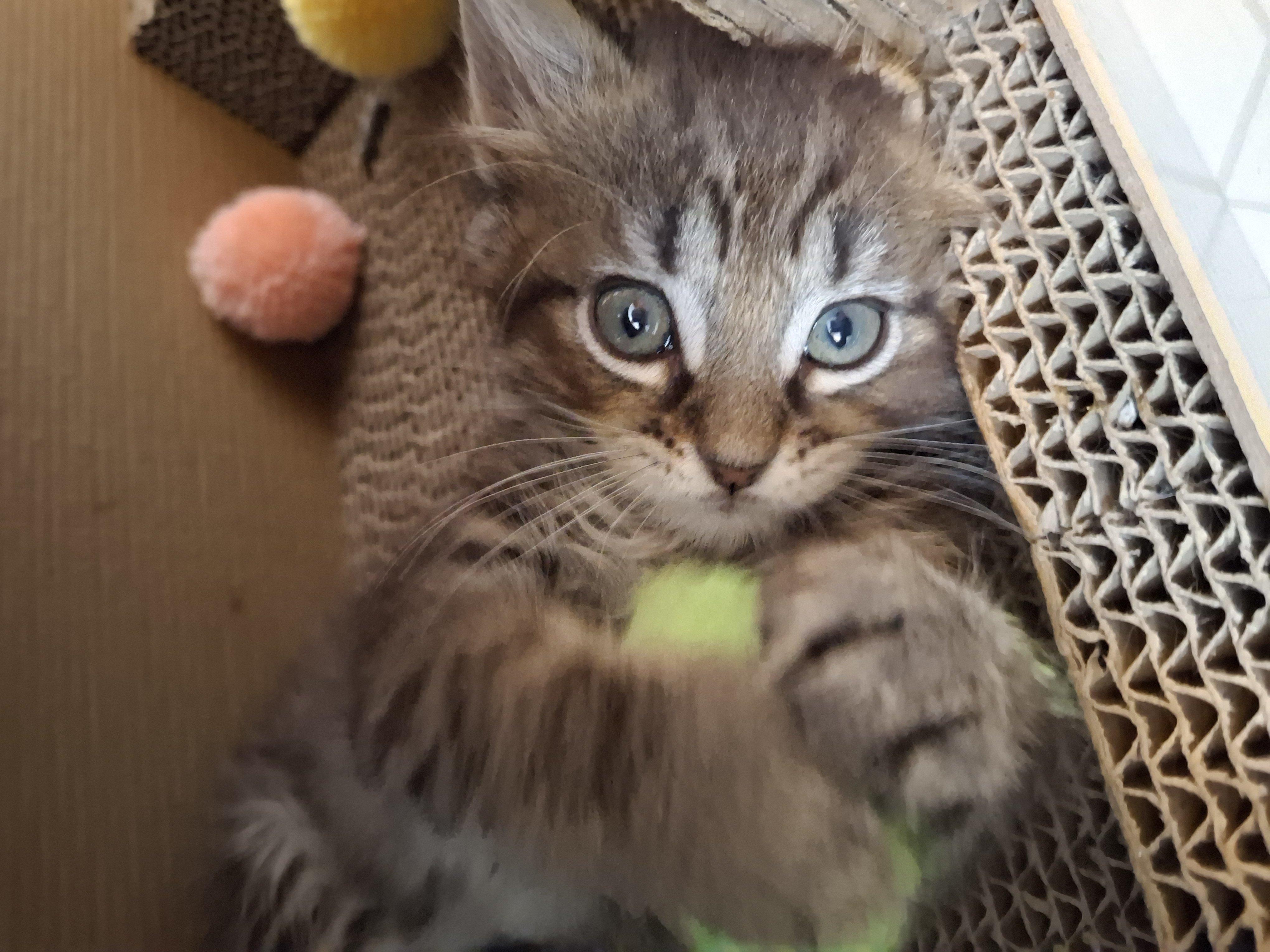 BamBam, Adopted, Kitten Male Domestic Long Hair.