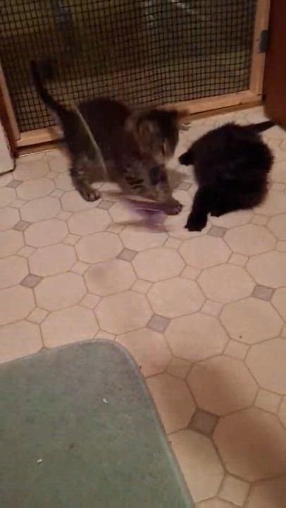 Enlarge BamBam, a Adopted mixed breed in Brightwaters, NY video 4/6