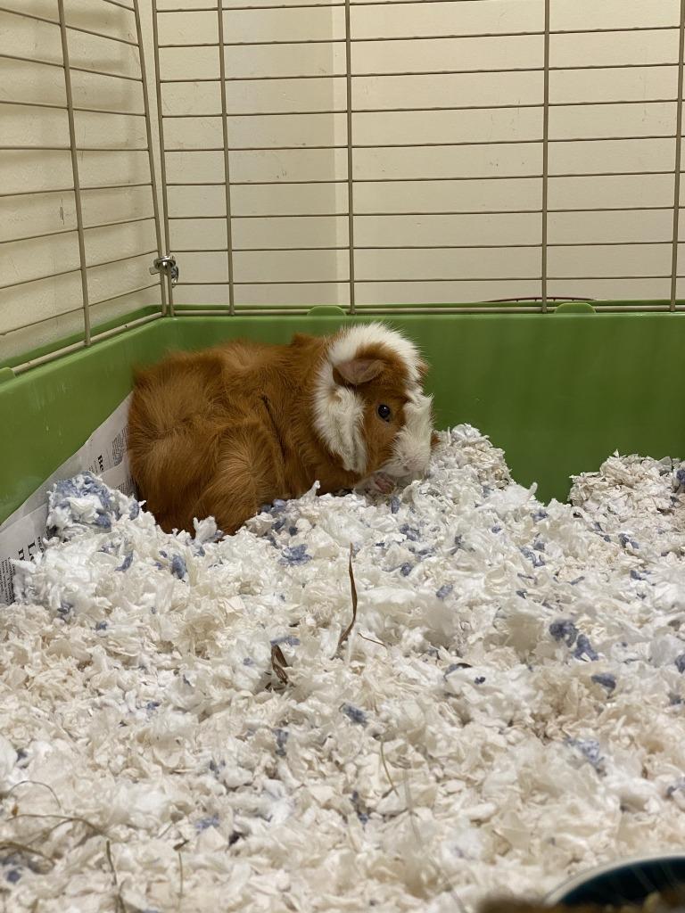 Enlarge Pinhead, a Adoptable Guinea Pig in Fall River, MA image 1/1