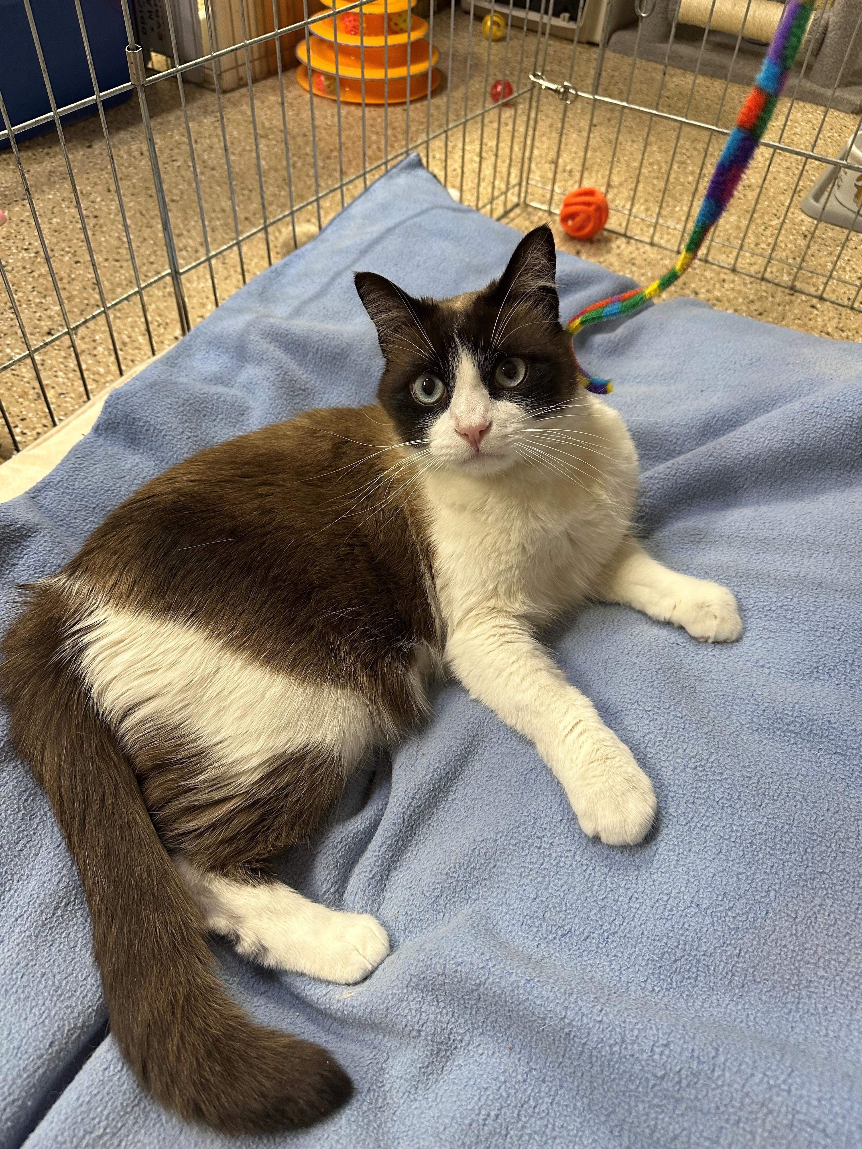 Zachary, an adoptable Ragdoll, Domestic Short Hair in Mesa, AZ, 85201 | Photo Image 2