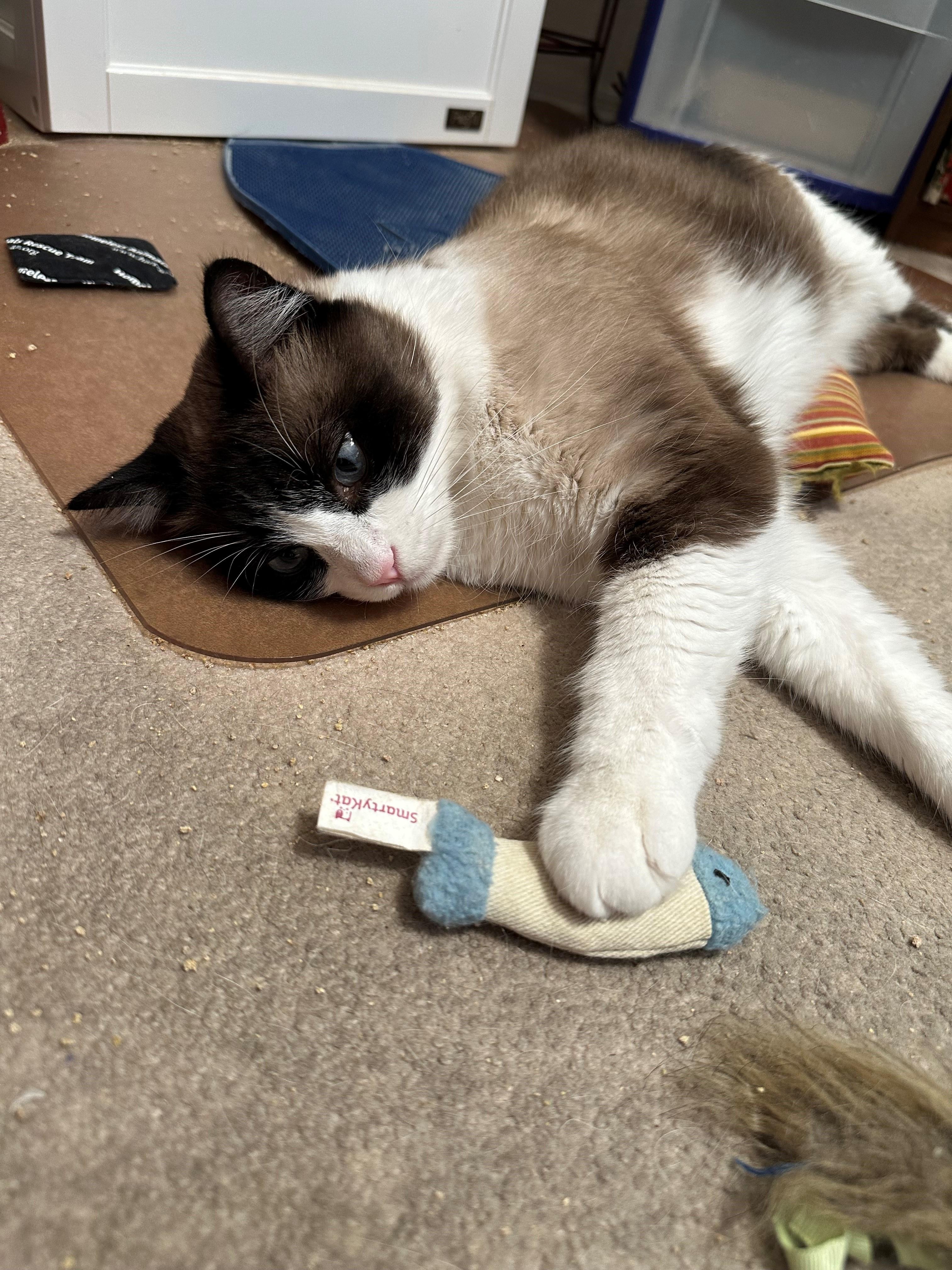 Zachary, an adoptable Ragdoll, Domestic Short Hair in Mesa, AZ, 85201 | Photo Image 4