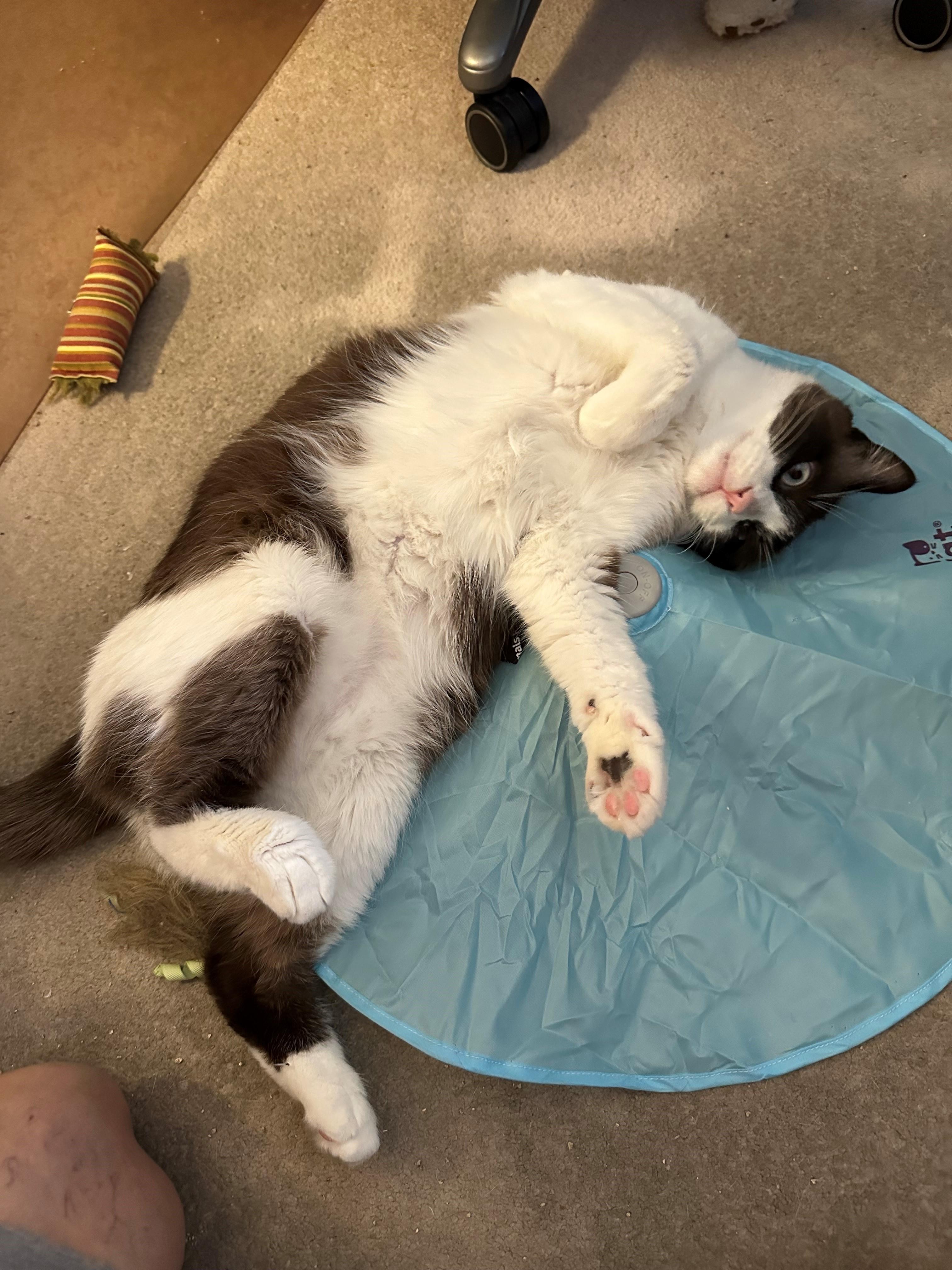 Zachary, Adoptable, Adult Male Snowshoe & Domestic Short Hair.