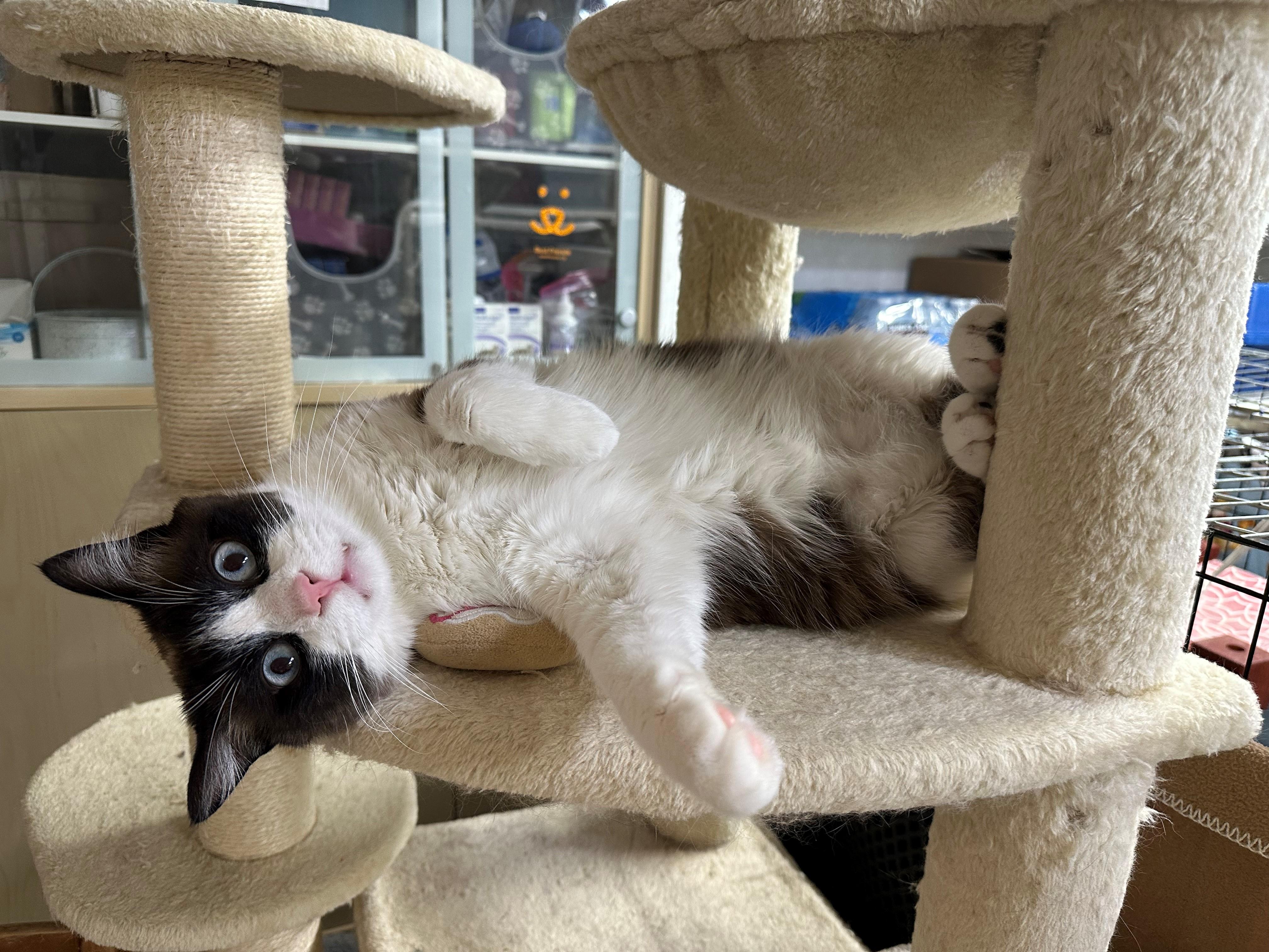 Zachary, an adoptable Ragdoll, Domestic Short Hair in Mesa, AZ, 85201 | Photo Image 5