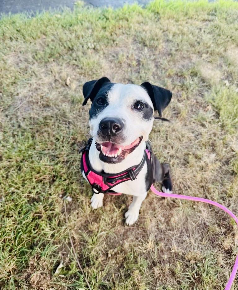 Fig, Adoptable, Adult Female Pit Bull Terrier.