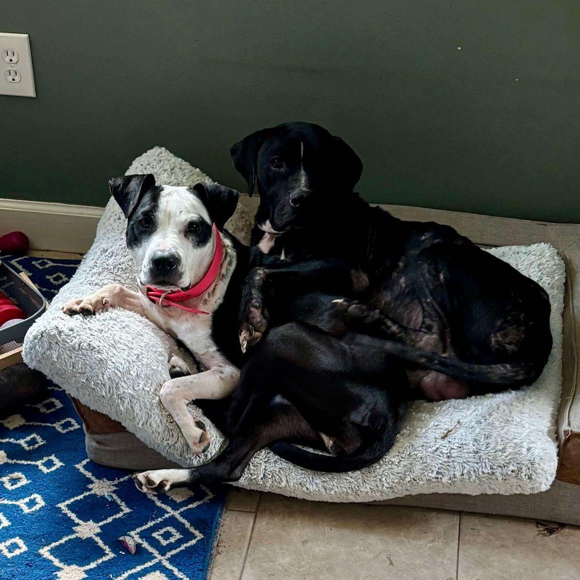 Fig, a Adoptable mixed breed in Yonkers, NY image 5/6