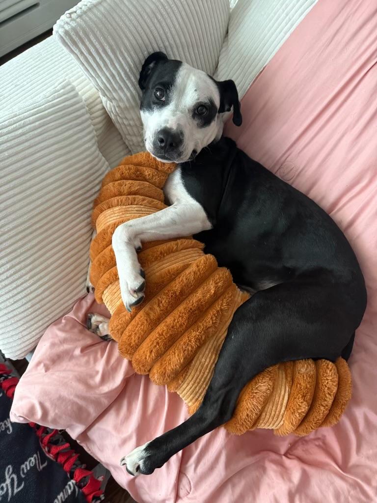 Enlarge Fig, a Adoptable mixed breed in Yonkers, NY image 5/6