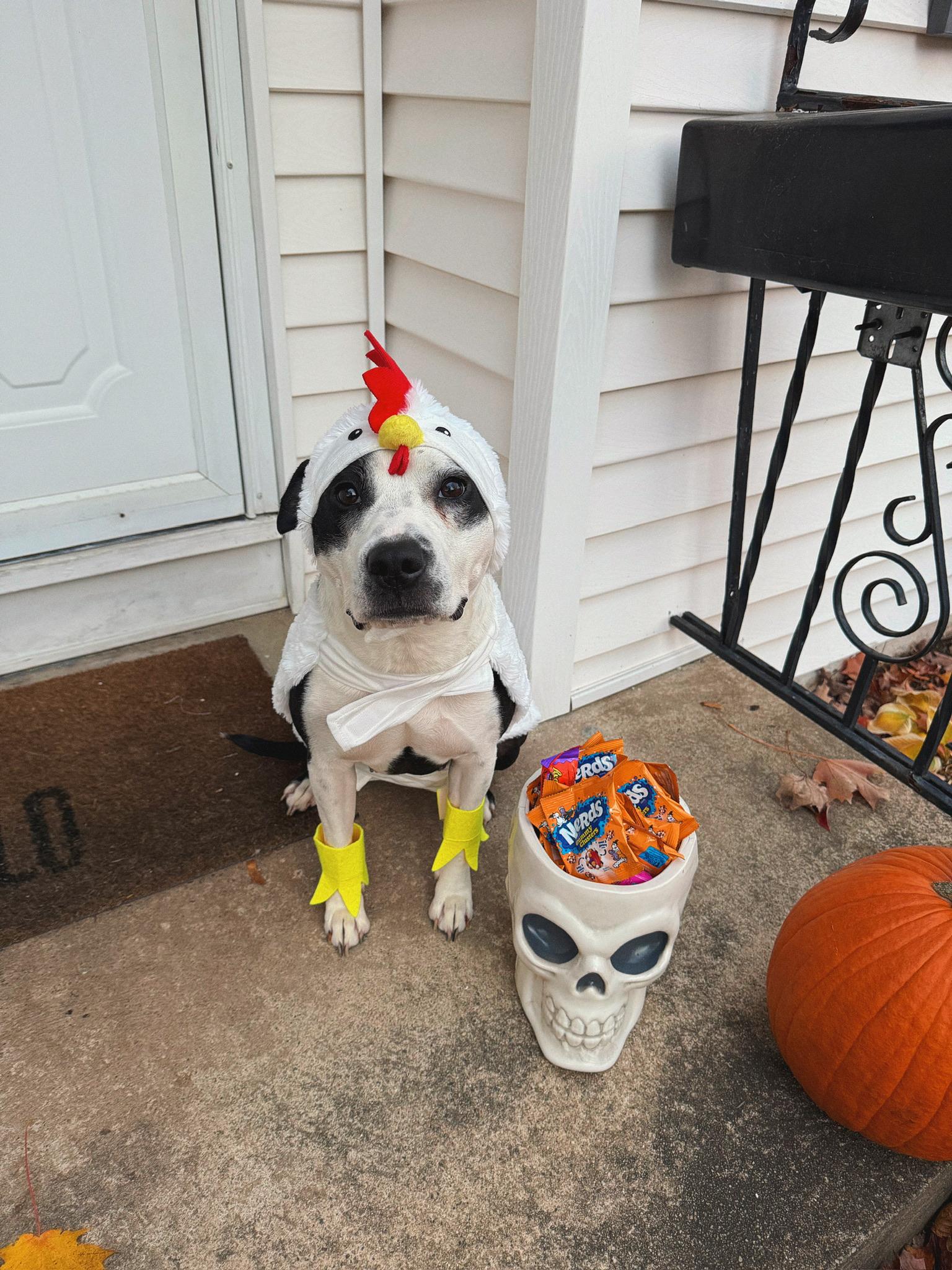 Enlarge Fig, a Adoptable mixed breed in Yonkers, NY image 3/6