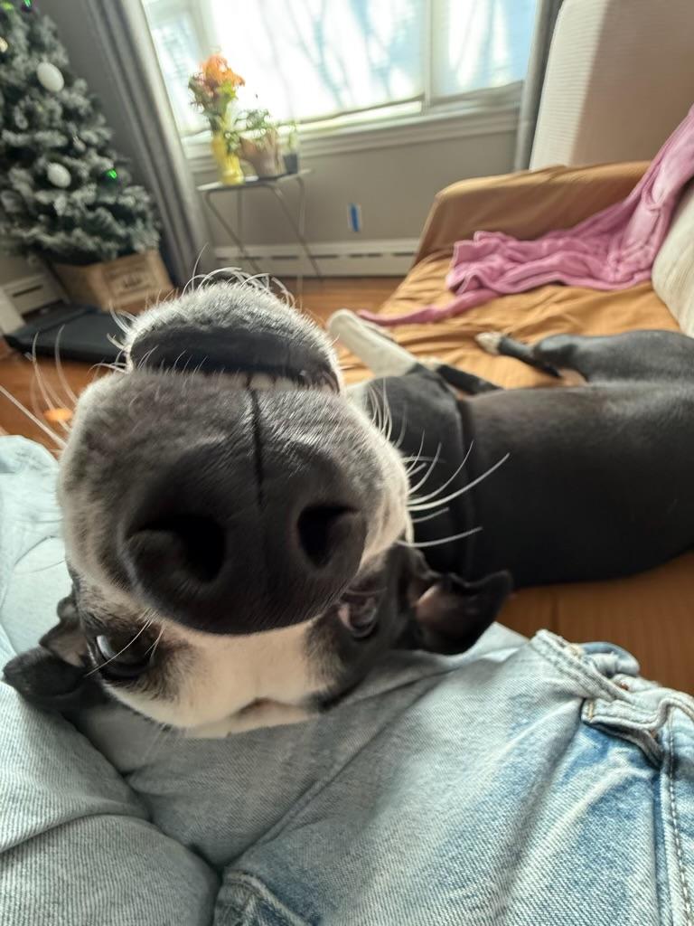 Enlarge Fig, a Adoptable mixed breed in Yonkers, NY image 4/6